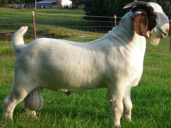 goat testicle implant
