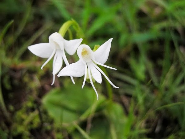 Angel Orchid (Habenaria Grandifloriformis) 1