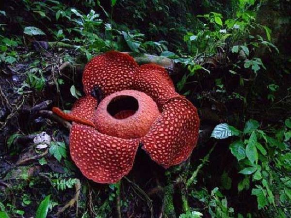 Corpse Flower (Raffesia arnoldii)