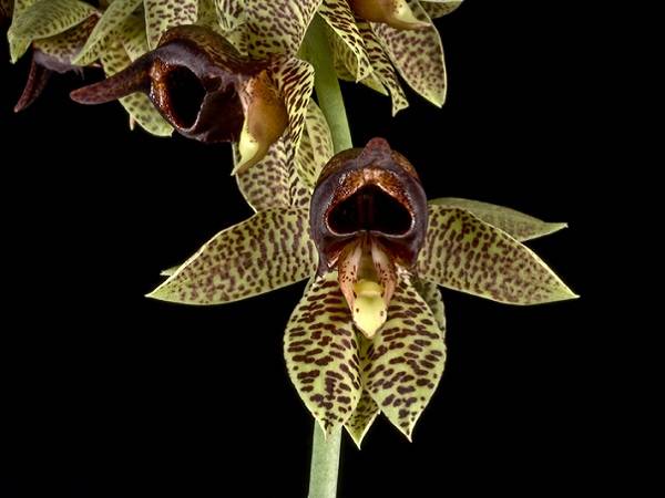 Monster orchid (Catasetum sanguineum patrick) 1