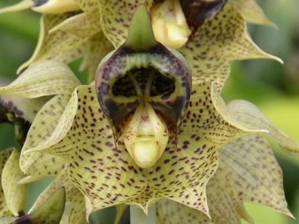Monster orchid (Catasetum sanguineum patrick)