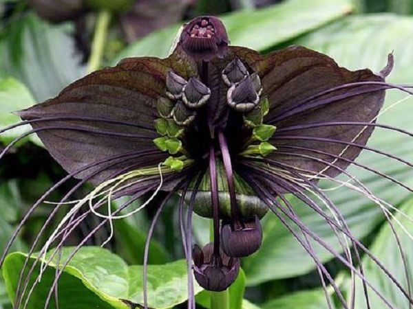 black bat flower 1
