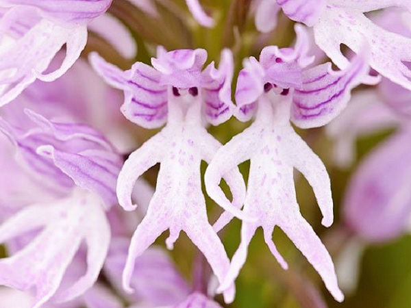 naked man orchid